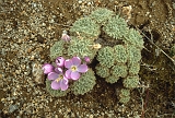604_Andesflora op 3500 m